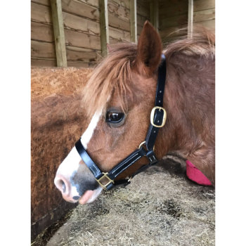 Fitted Ornate Bridle