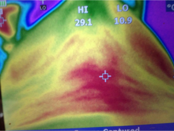 A thermography camera, a great asset to help with symetry of the horses back.